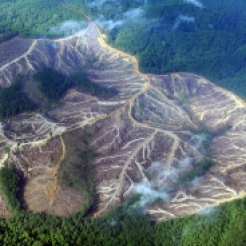 rainforest-deforestation